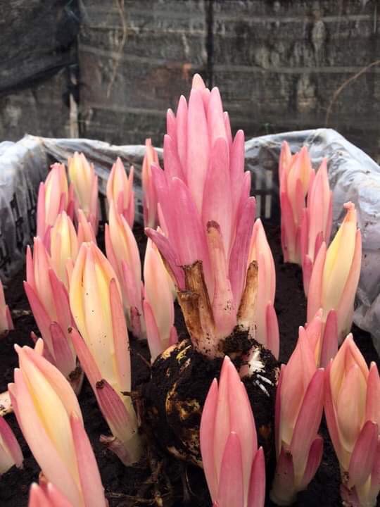CỦ LY CAO THƠM KÉP NHẬP KHẨU HÀ LAN ĐỦ MÀU SẮC