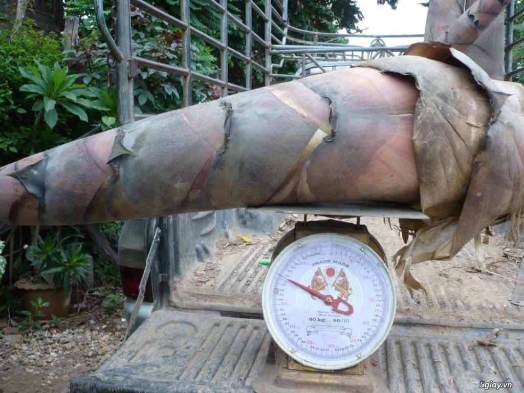 Cây TRE KHỔNG LỒ THÁI LAN