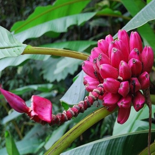 Cây giống chuối đỏ Dacca - C056