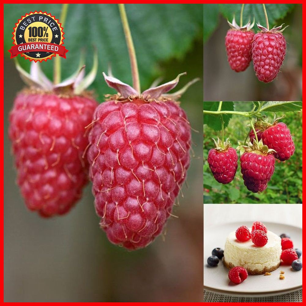 Giống Mâm Xôi Phúc bồn tử Raspberry seeds