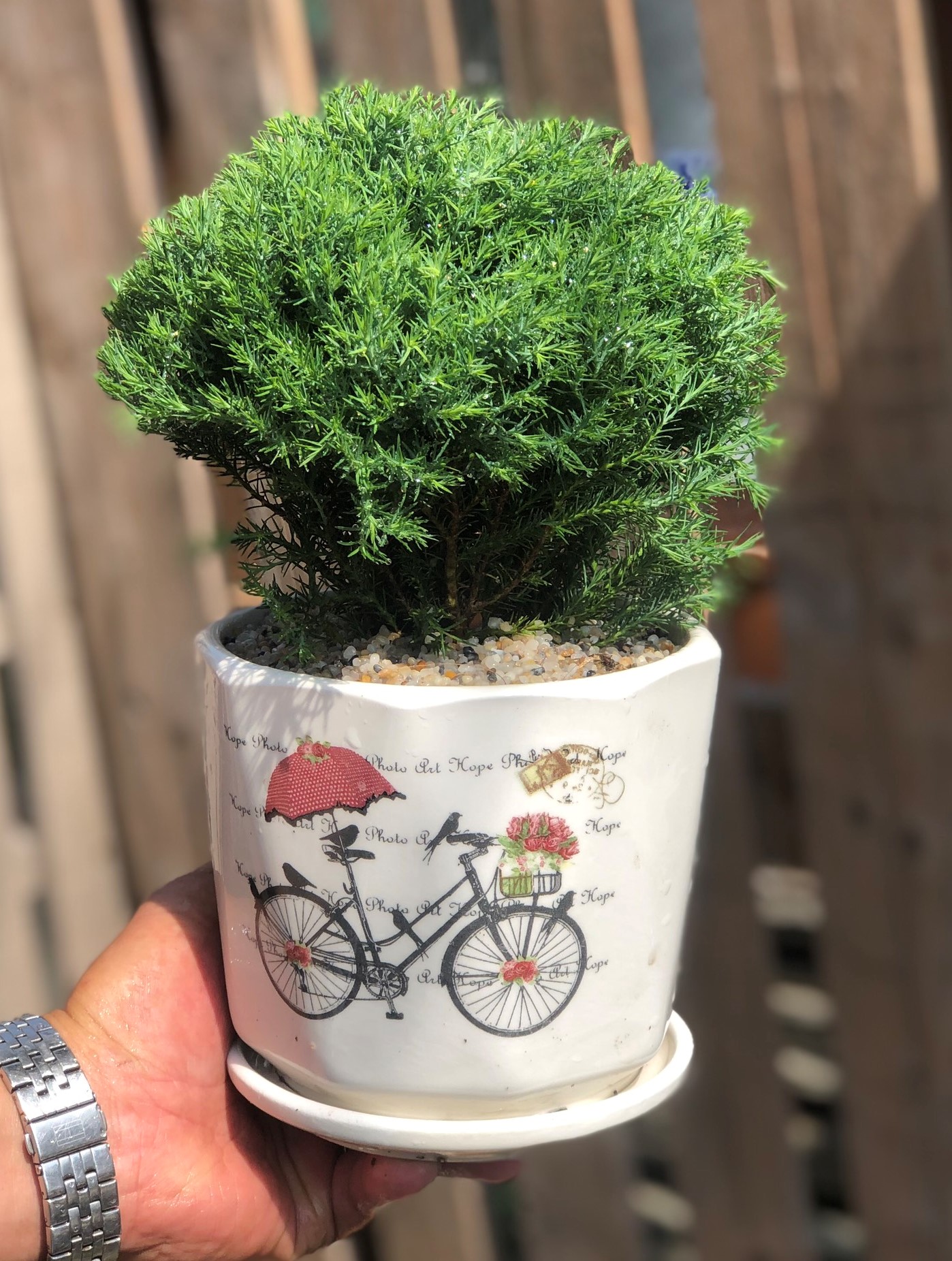 Chậu sứ Tùng Bồng Lai tán xoè