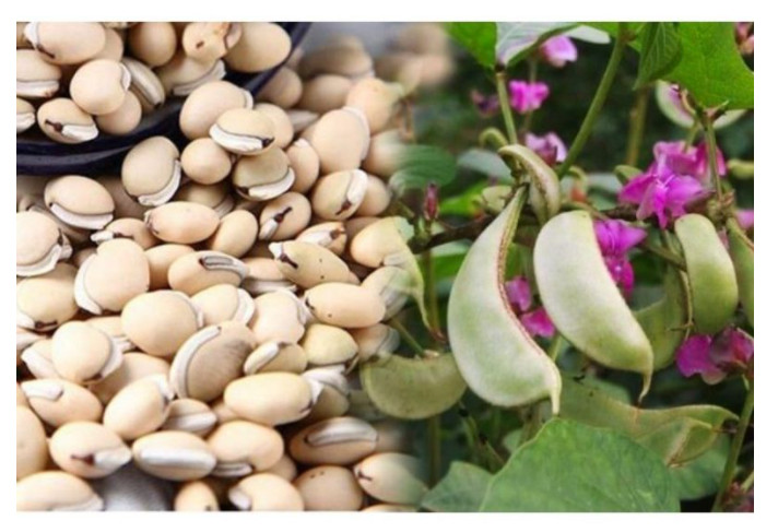đậu ván nấu chè 1kg