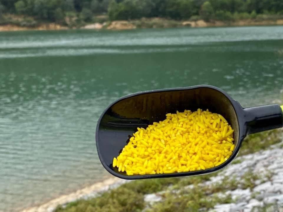 mồi câu cá gạo rượu sa phạm