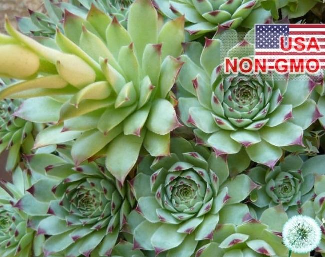 20 Hạt giống hoa Sen đá Mỹ mini Mix