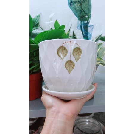 Chậu Trồng Cây (chậu sứ)
