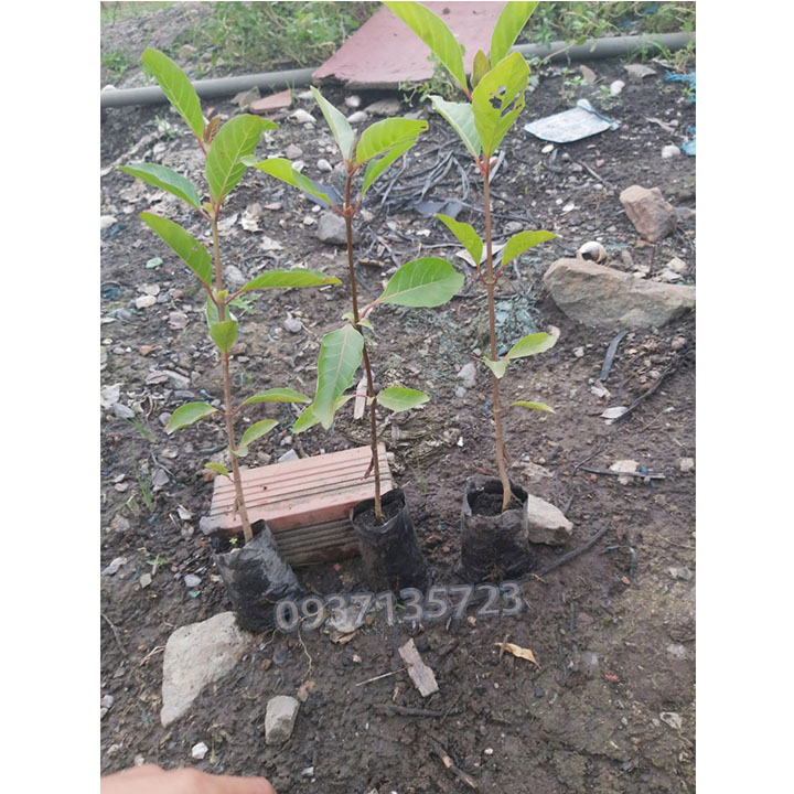 CÂY GÁO VÀNG -CÂY GIỐNG