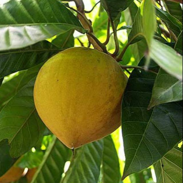 Cây giống lekima thái