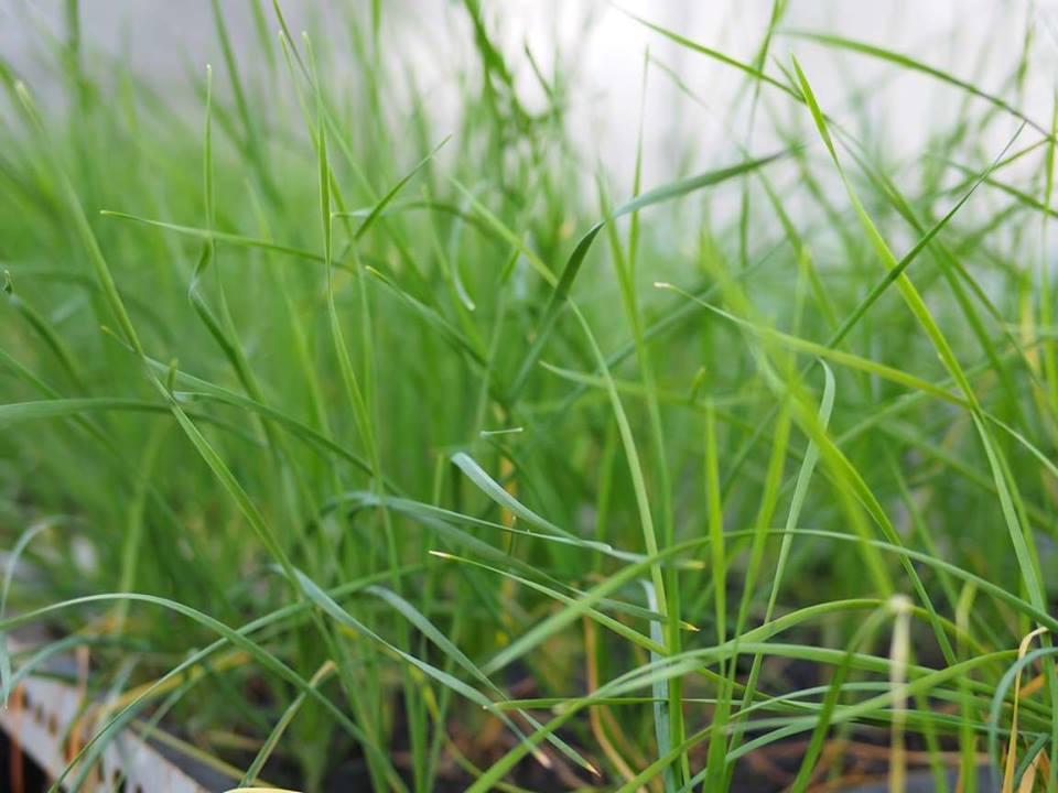 Hạt giống hẹ ta ăn lá - gói 2gram( 330  hạt )
