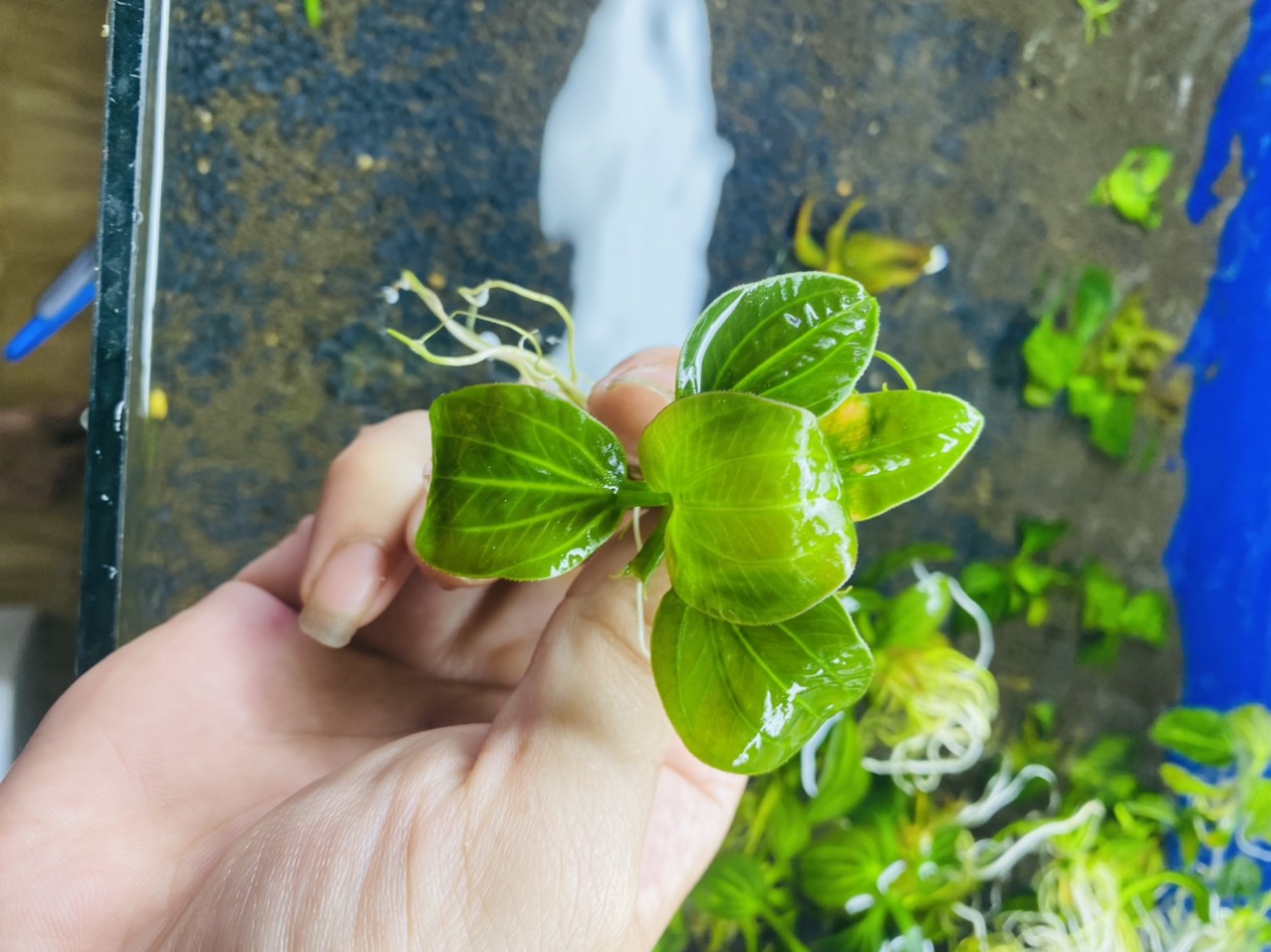 Trầu IGUAZU 09 cây thủy sinh trang trí bể cá