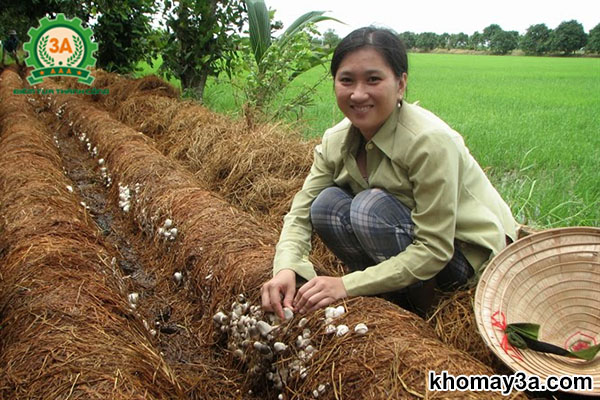 500gr NẤM RƠM KHÔ ĐÀ NẴNG - loại ngon