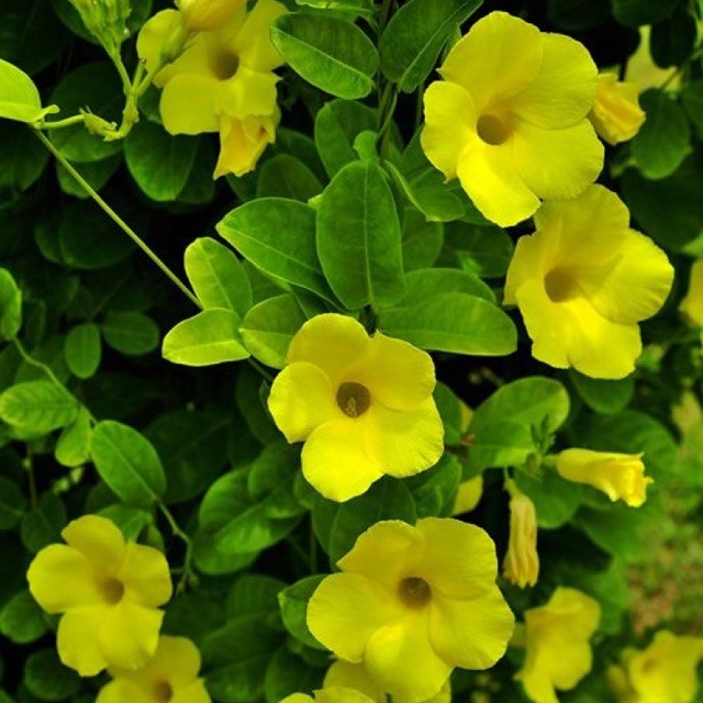 Cây hoa huỳnh anh vàng leo giàn đang ra hoa