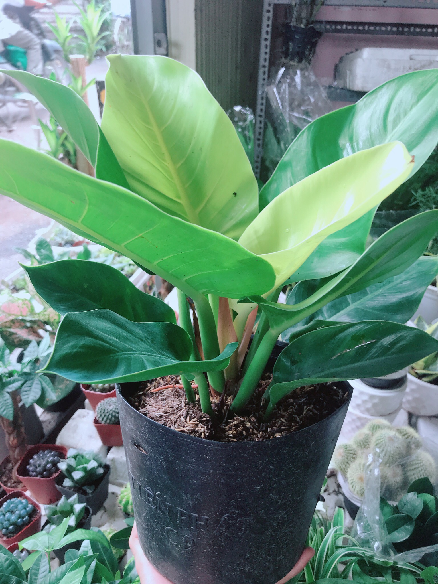 Trầu bà đế vương vàng