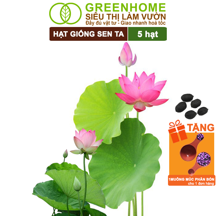 Hạt giống hoa sen ta greenhome, gói 15 hạt, dễ trồng, , nảy mầm tốt, bông to, lá dày