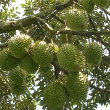 Cây giống sầu riêng thái monthong