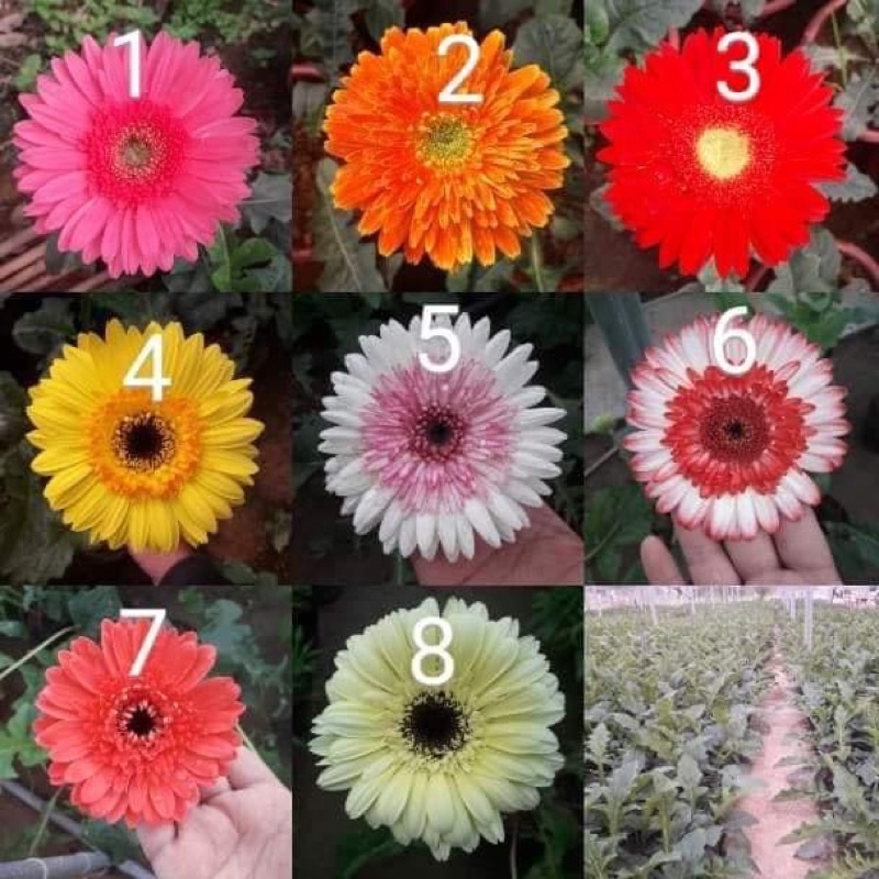 Cây hoa đồng tiền Thái cao nhiều màu