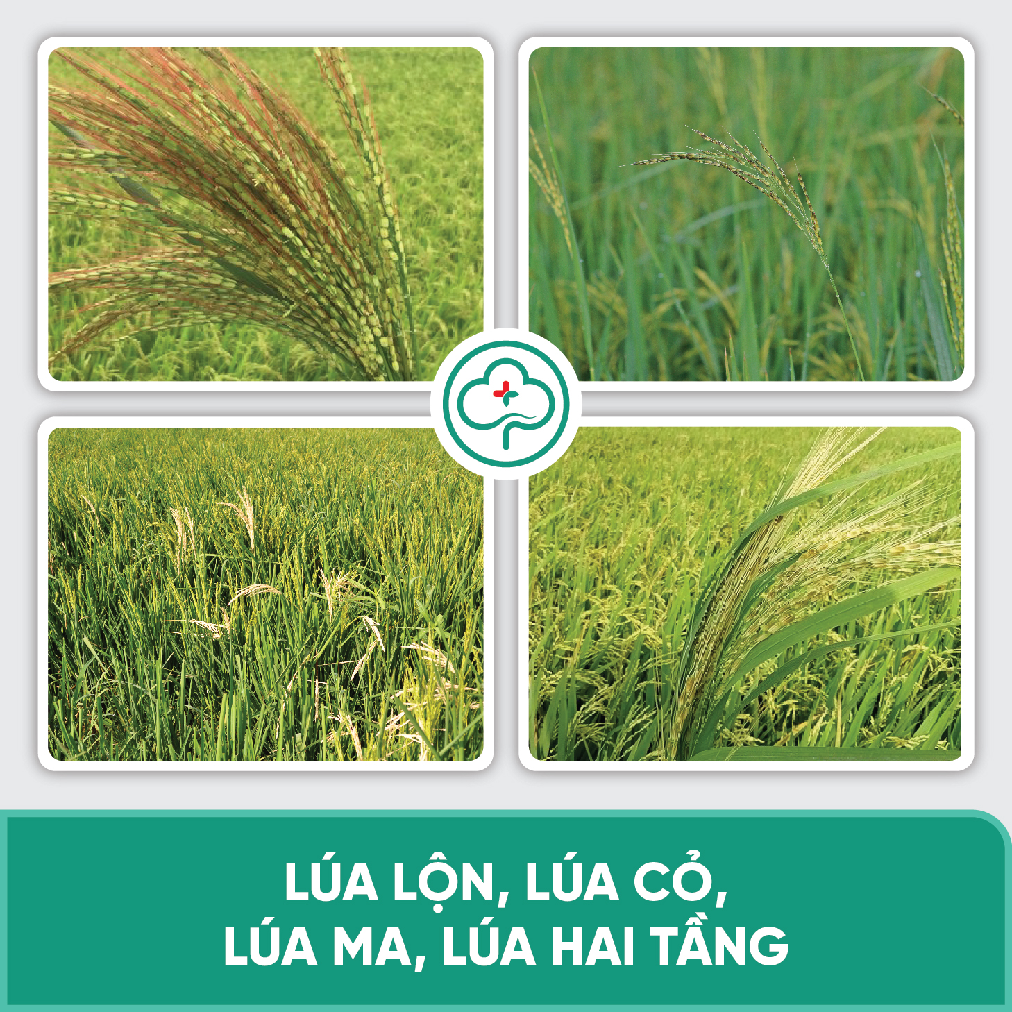 Combo 5 Gói Quản Lý Lúa Lộn Lúa Cỏ Lúa Ma BS11 500g - Chống Xì Phèn Không Ảnh Hưởng Lúa Sạ - Bác Sĩ Cây Xanh