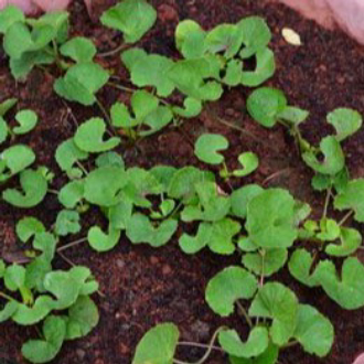 Hạt giống rau má lá nhỏ