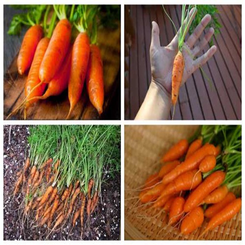 Gói 30 hạt cà rốt mini baby, tặng kích mầm