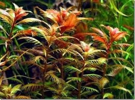 Cây thủy sinh LÔNG CHIM lá nước