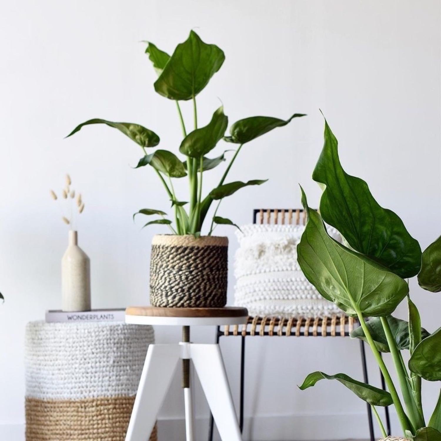 Cây môn tai phật đuổi muỗi hiệu quả (môn lá tim, Cây Alocasia cucullata)