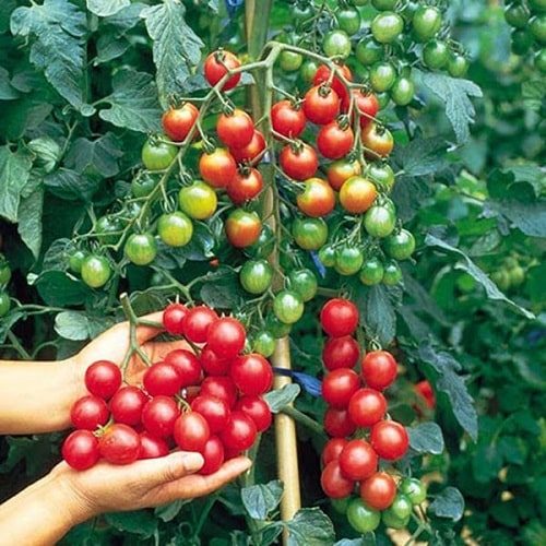 Hạt giống cà chua bi rừng ( cà chua bi dại )