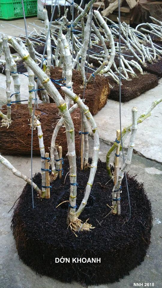 Dớn tròn ghép lan - Giá thể trồng hoa lan