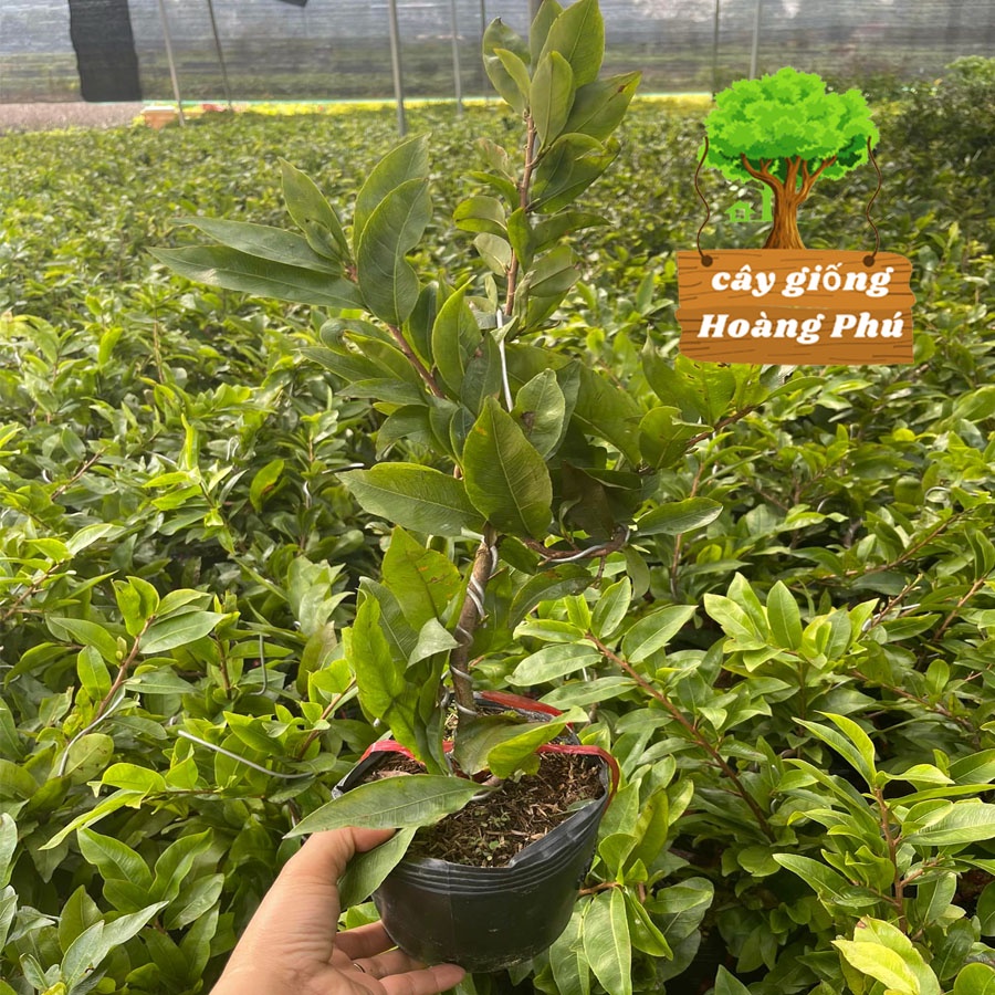 Cây mai vàng bon sai mini (1 chậu)