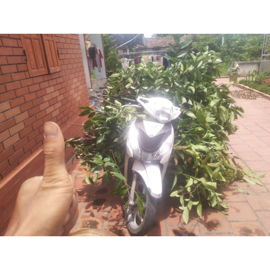 Bình bát khô (1kg thân + 1kg lá)