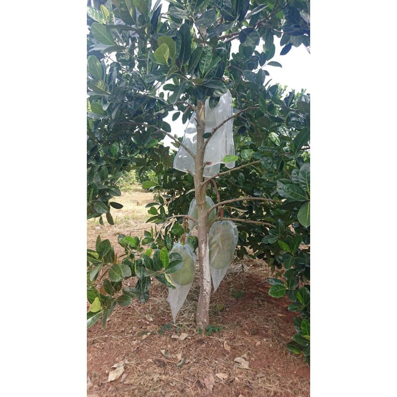 20 CÁI TÚI CƯỚC THÁI BAO, BỌC MÍT