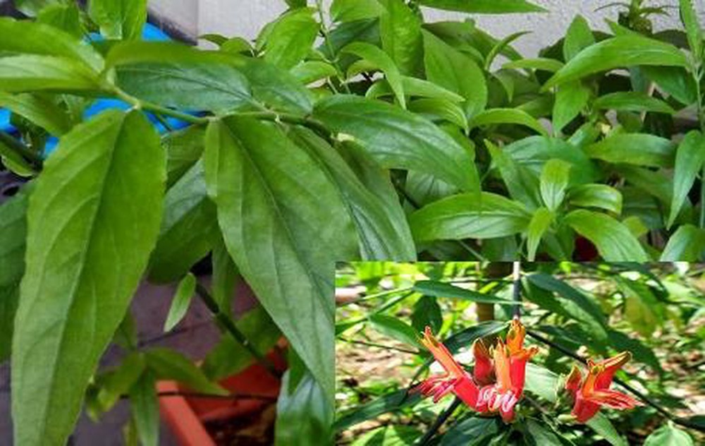 Cây Bìm Bịp ( cây xương khỉ, mảnh cọng )