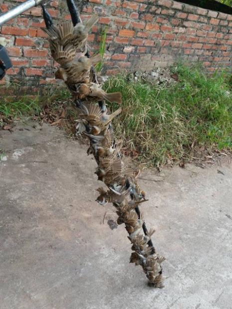 5 hũ keo bẫy chim sẻ