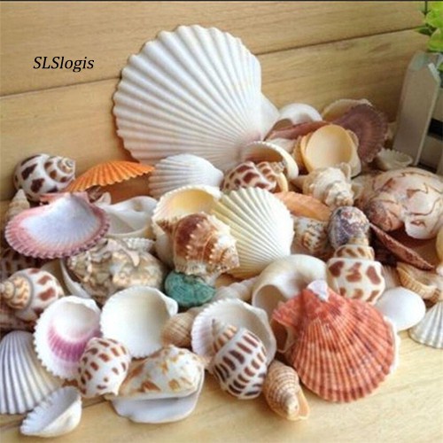 Vỏ ốc biển vỏ sò trang trí hồ cá decor đẹp mắt
