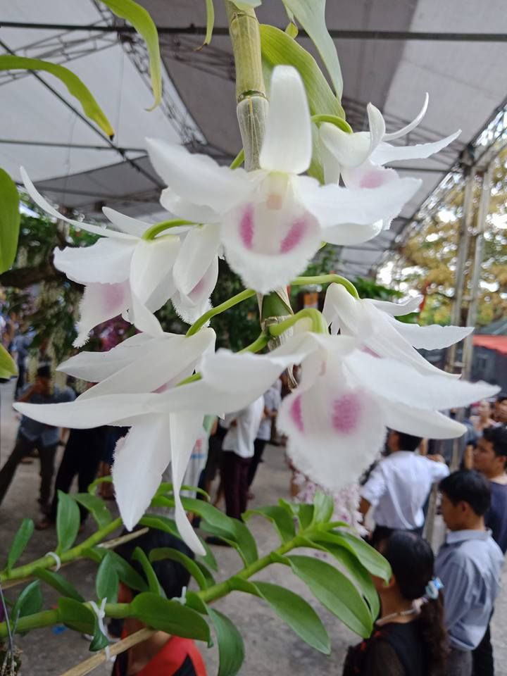 Lan phi điệp 5 cánh trắng PHÙ TRÌ - LAN ĐỘT BIẾN - Hàng var, hoa cực đẹp cực hiếm gieo hạt - Cây Y hình