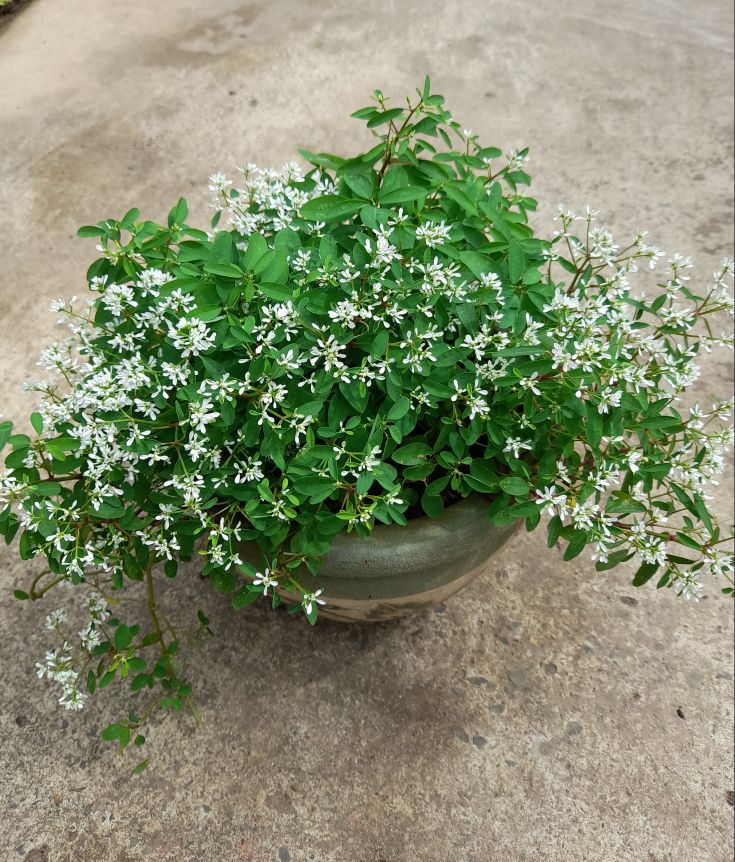 Cây giống bông tuyết diamond