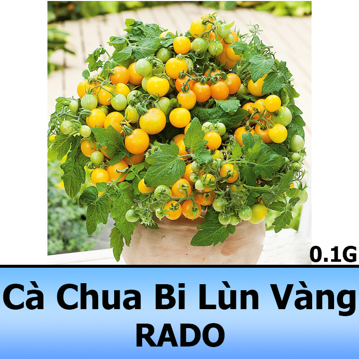 Hạt Giống Cà Chua Bi Lùn Vàng Sai Trái