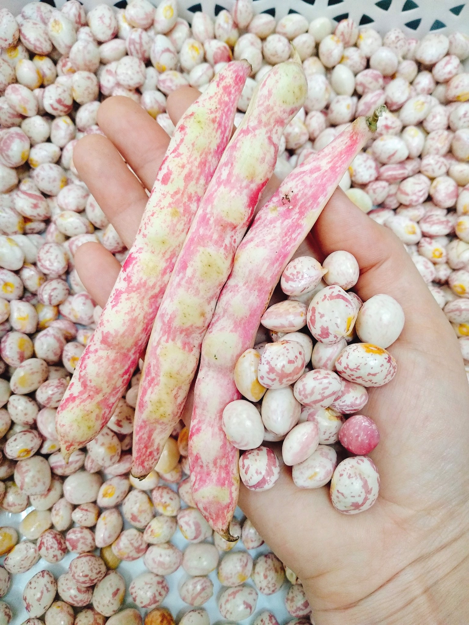 1kg ĐẬU CÚC ĐÀ LẠT