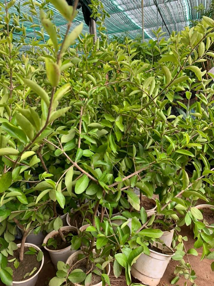 [ Cây Cảnh Bến Tre ] Cây giống sơri