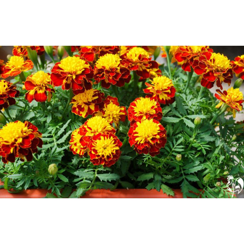 - hạt giống vạn thọ pháp đỏ siêu nhụy vàng - 20 hạt