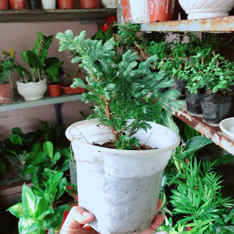 Cây Tùng Tuyết