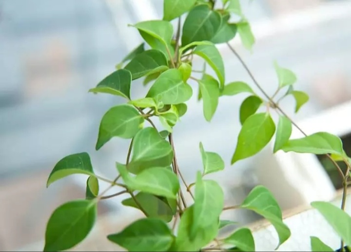 ( HCM ) Hạt giống Lá Giang 5 hạt