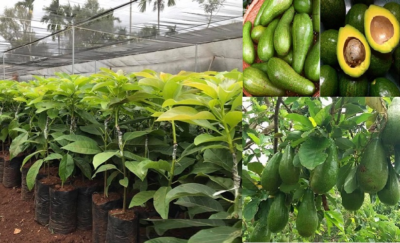 Cây BƠ SÁP giống cây F1