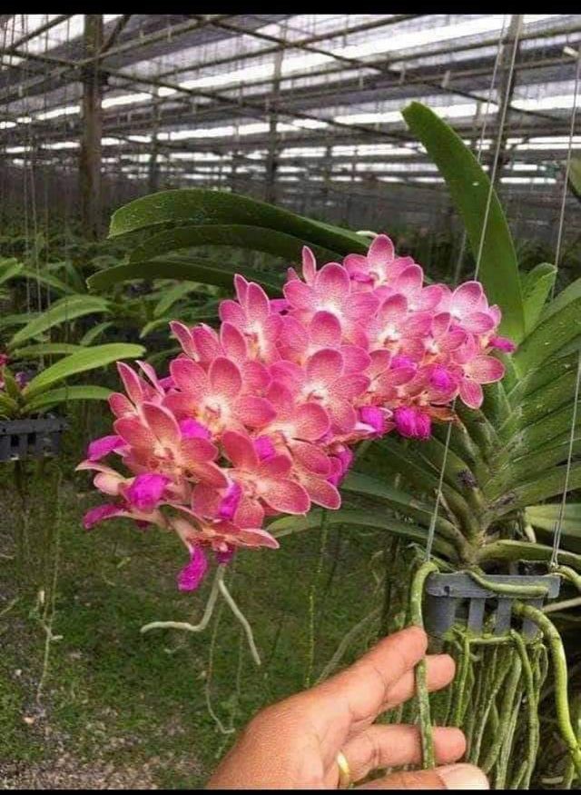 HOA LAN NGỌC ĐIỂM HỒNG GẤM