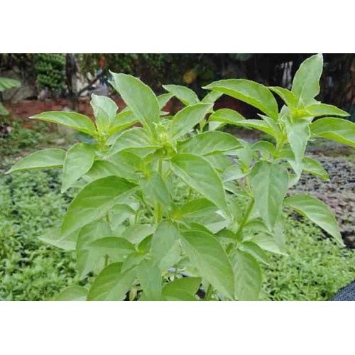 Hạt Giống Rau Húng Thơm Rau É Trắng - Gói 2 Gram