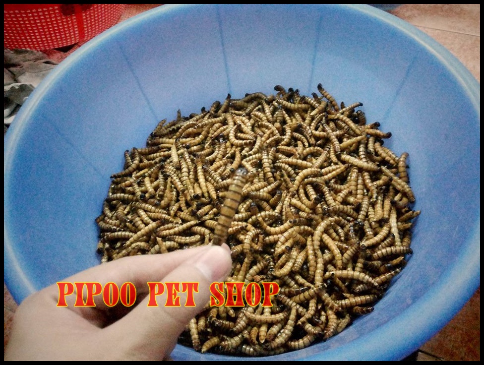 Sâu superworm rang bơ