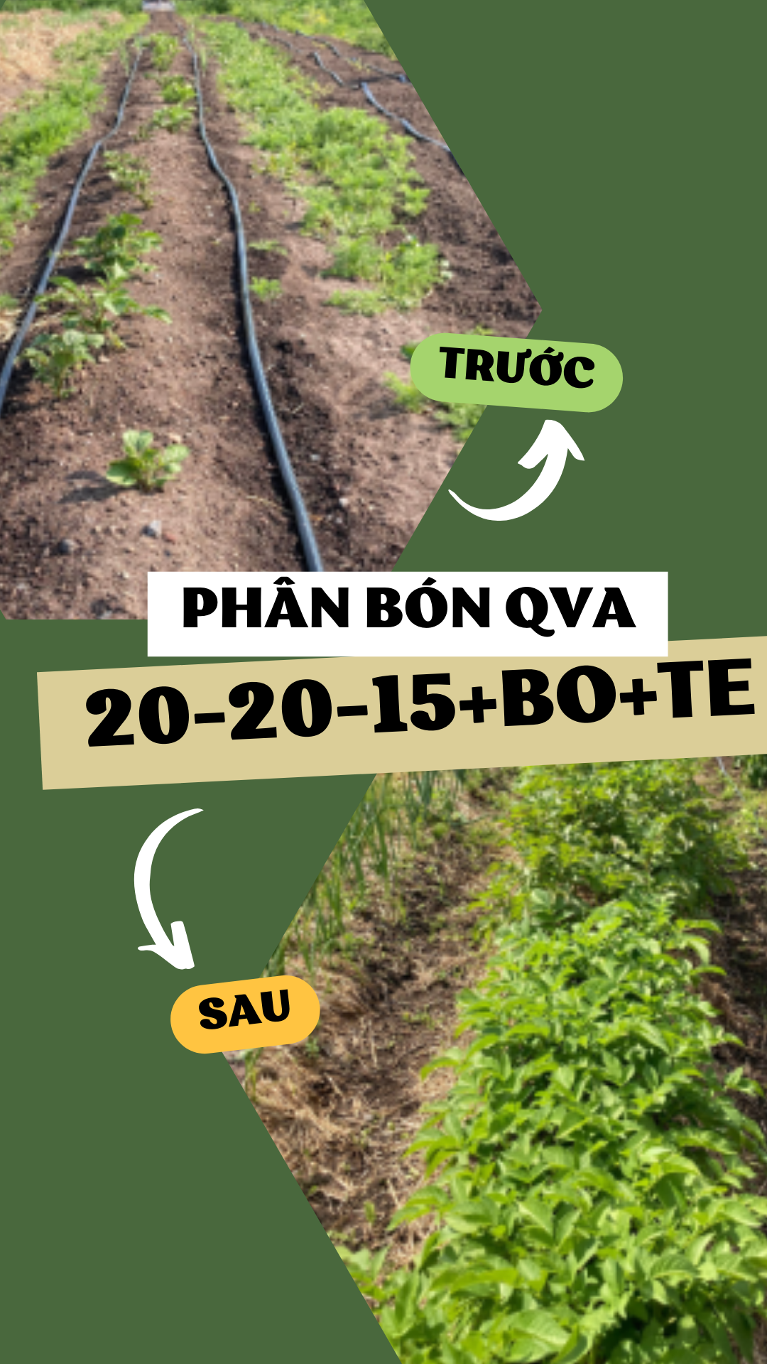 PHÂN BÓN CAO CẤP 20-20-15+Bo+TE (500g-3kg)