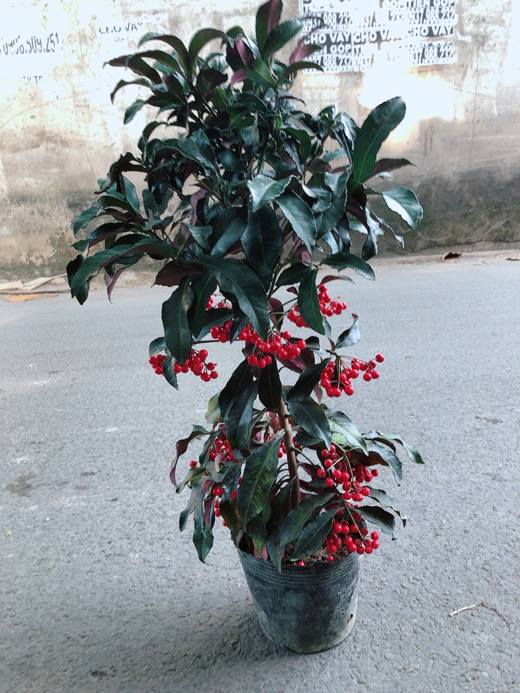 Cây Kim Ngân Lượng Size Lớn