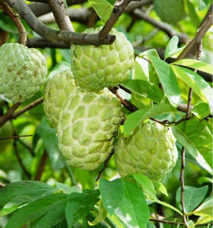 Hạt giống na dai Lạng Sơn - 1 gói 10 hạt