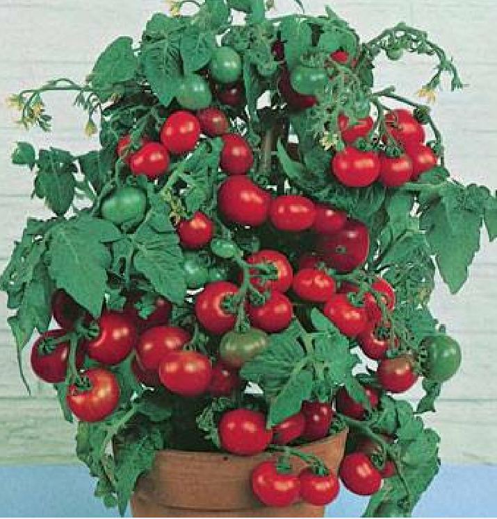 " Gói 30 "Hạt giống cà chua bi lùn đỏ [Seeds]