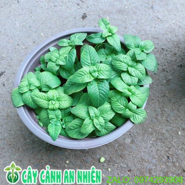 [HCM]Chậu Cây Rau Quế Vị