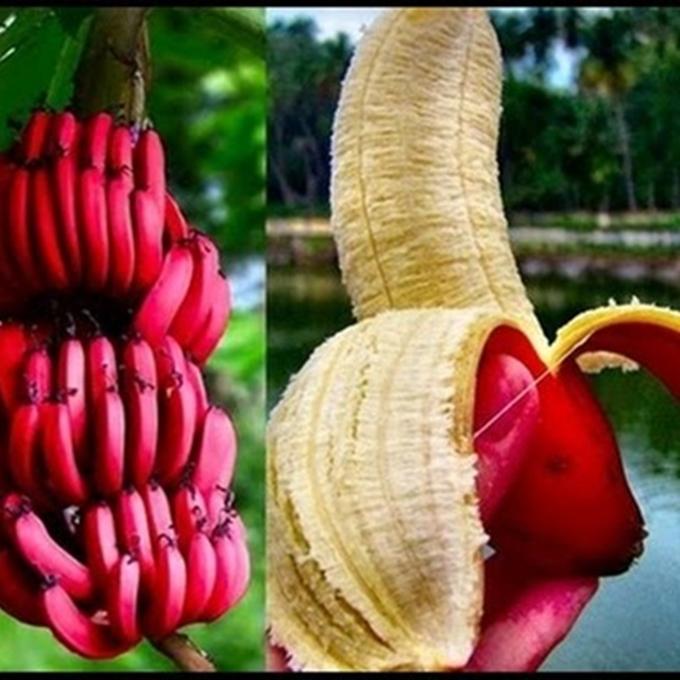 Hạt giống Chuối tiêu đỏ